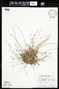 Eleocharis ovata image