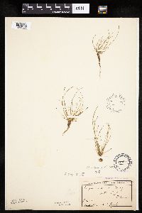 Eleocharis ovata image