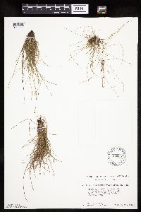 Eleocharis ovata image