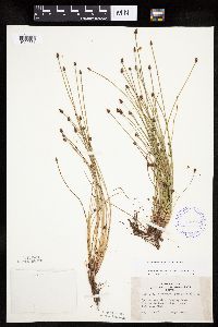 Eleocharis ovata image