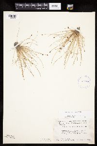 Eleocharis ovata image