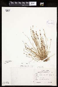 Eleocharis ovata image