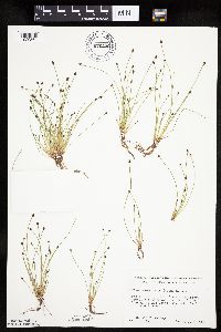 Eleocharis ovata image
