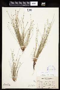 Eleocharis ovata image