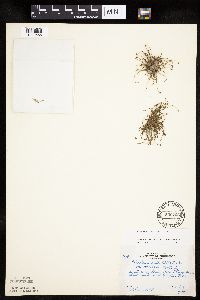 Eleocharis ovata image