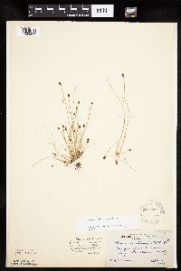 Eleocharis ovata image