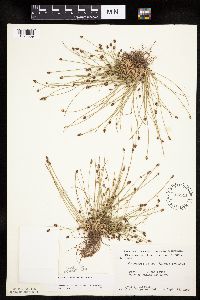Eleocharis ovata image