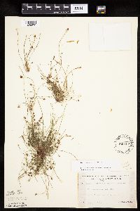 Eleocharis ovata image