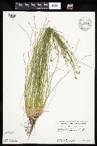 Eleocharis ovata image