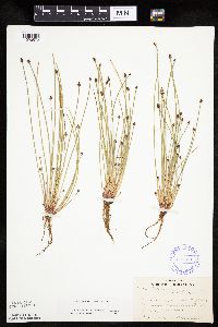 Eleocharis ovata image