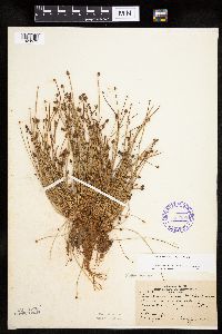 Eleocharis ovata image