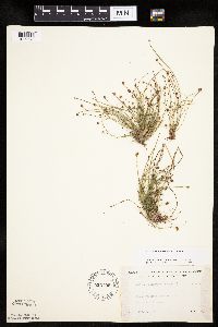 Eleocharis ovata image