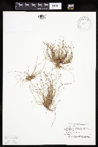 Eleocharis ovata image