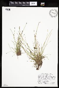 Eleocharis ovata image