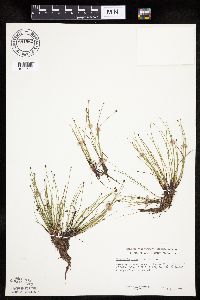Eleocharis ovata image