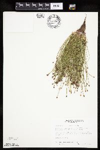 Eleocharis ovata image