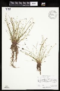 Eleocharis ovata image