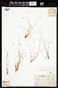 Eleocharis ovata image