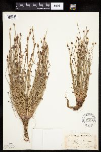 Eleocharis ovata image