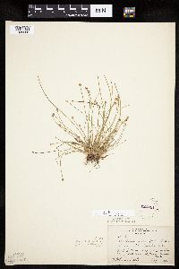 Eleocharis ovata image