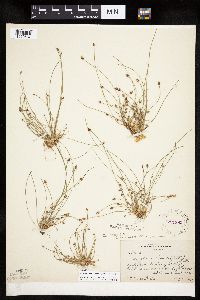 Eleocharis ovata image