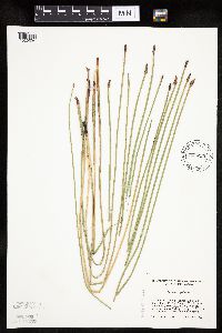 Eleocharis palustris image