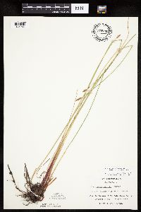 Eleocharis palustris image