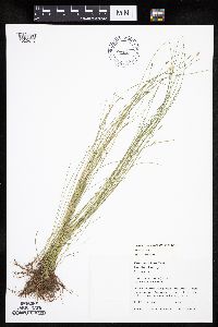 Eleocharis palustris image
