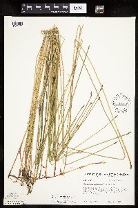 Eleocharis palustris image