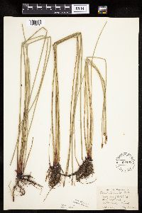 Eleocharis palustris image