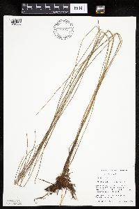 Eleocharis palustris image