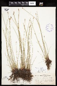 Eleocharis palustris image