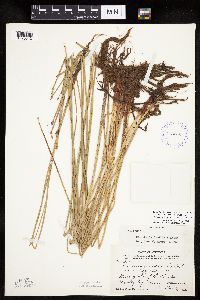 Eleocharis palustris image