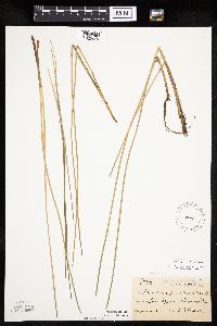 Eleocharis palustris image
