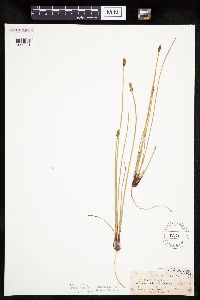 Eleocharis palustris image