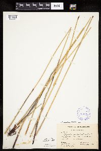 Eleocharis palustris image