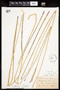 Eleocharis palustris image