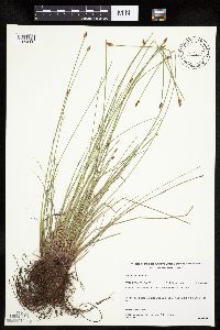 Eleocharis palustris image