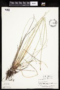 Eleocharis palustris image