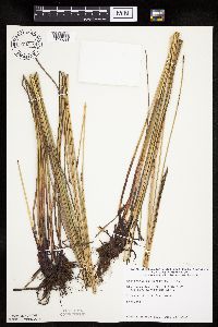 Eleocharis palustris image