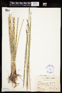 Eleocharis palustris image