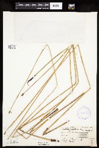 Eleocharis palustris image