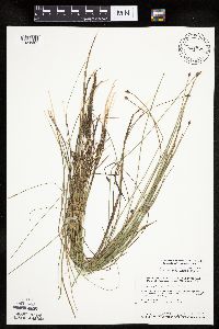 Eleocharis palustris image