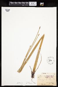 Eleocharis palustris image