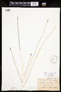 Image of Eleocharis palustris