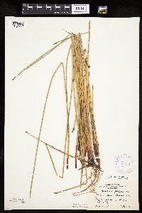 Eleocharis palustris image