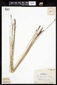 Eleocharis palustris image