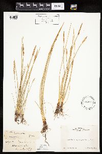 Eleocharis palustris image