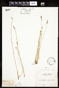 Eleocharis palustris image