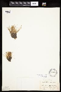 Eleocharis parvula image